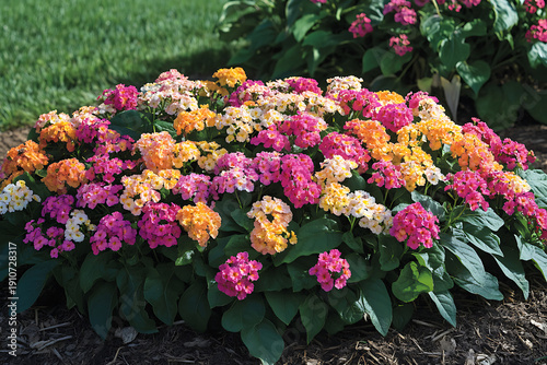An abundance of cheerful, vibrant primrose blooms creates a dazzling display in a lush outdoor garden
