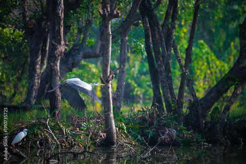 Принти на полотні Grey heron (Ardea cinerea) paddy field Kerala India