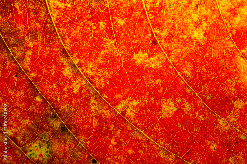 Obraz premium Macro Texture of Autumn Leaf with Vibrant Red and Yellow Veins,A detailed macro shot of a tropical leaf changing colors, showcasing an intricate network of veins and a stunning gradient of fiery red, 