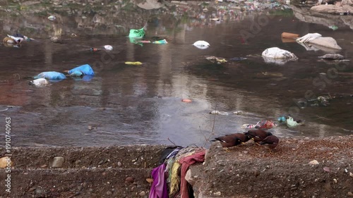 Himachal Pradesh, India – 3 february 2026: Common mynas feeding on garbage near river bank in winter morning in mandi himachal pradesh india.