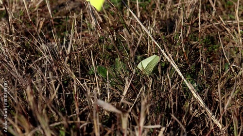 Closeup real time wildlife footage of common brimstone butterfly performing courtship behavior on natural green grass in spring daytime in Himachal Pradesh India.
