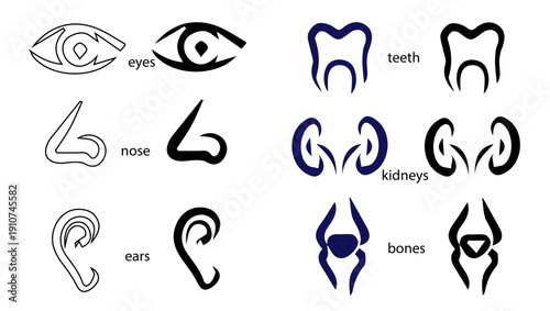 Human  organic Anatomy icon