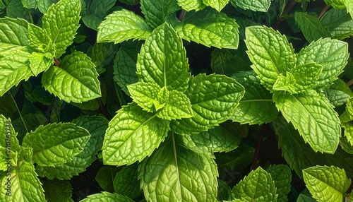 Fresh Mint Leaves - A Vibrant Close-Up of Greenery.