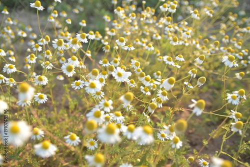 Golden chamomile flowers growing in field at sunset, natural herbal background