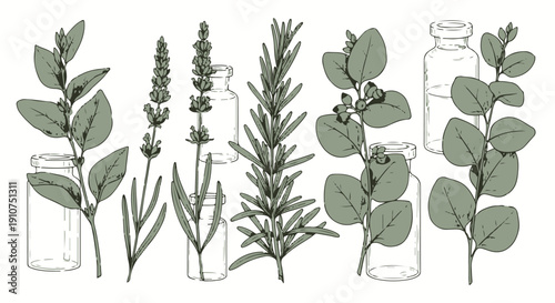 Isolated Hand Drawn Botanical Illustration Set of Essential Oil Herbs and Empty Glass Bottles
