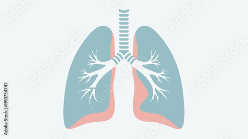 Human Lungs Anatomy Illustration Detailed View.