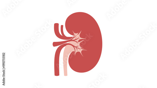 Human Kidney Anatomy Illustration Red Color.