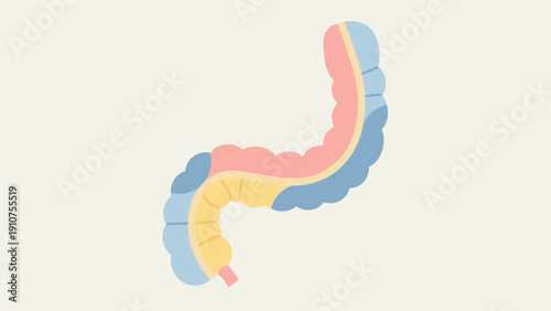 Colorful Illustration of Human Stomach Anatomy.