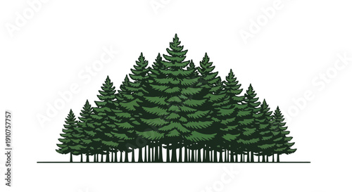 A dense forest of evergreen pine trees standing tall.