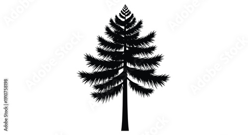 Silhouette of a Tall Evergreen Pine Tree.