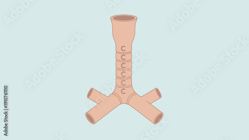 Human Trachea and Bronchi Anatomical Structure.