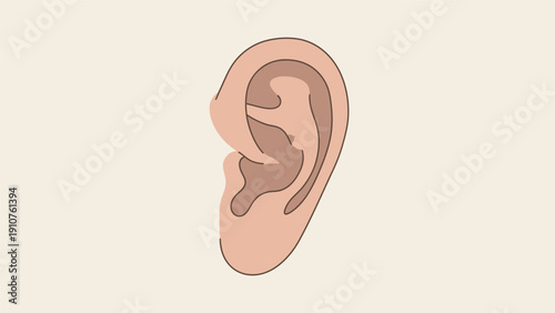 Human Ear Anatomy Illustration Closeup.