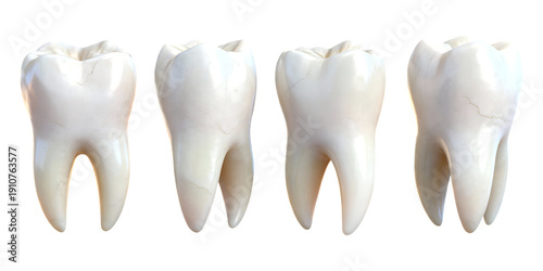 Four realistic human molars are displayed in a row ideal for dental studies on transparent background