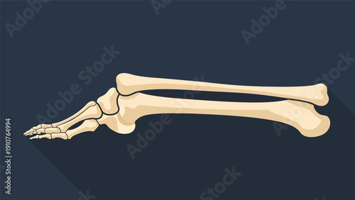 Human Forearm Bones Anatomy Illustration.