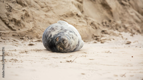 Kegelrobbe am Strand von Borkum im Wintersturm, Ostfriesische Inseln