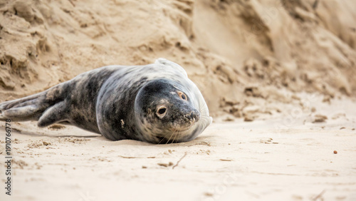 Kegelrobbe am Strand von Borkum im Wintersturm, Ostfriesische Inseln