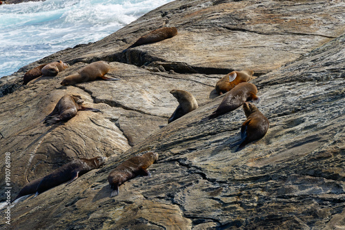 Group of New Zealand fur seals on Nee Islets.