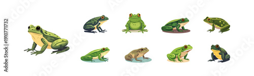 Collection of diverse cartoon frogs in various poses and colors on a white background