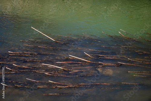 Close-up of remaining reed stalks in a shallow stream, highlighting the gentle flow of water in a natural riverside setting