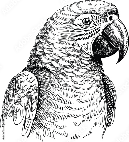 Black and white sketch of parrot head, tropical bird with curved beak and expressive eye