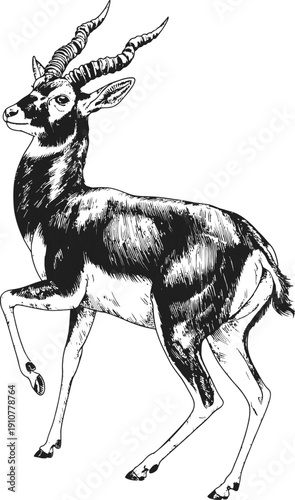 Blackbuck male antelope looking sideways in detailed hand drawn style vintage illustration