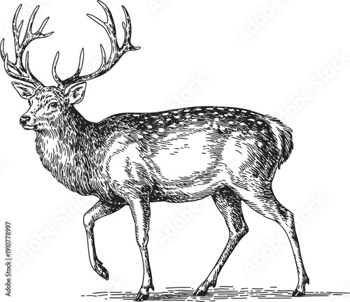 Spotted deer walking in profile, fine engraving art with detailed texture