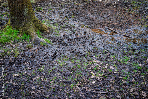 Wet swampy ground at the base of a tree trunk, covered with forest debris and old leaves, in a rural woodland setting after wet weather.