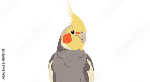 A cartoon cockatiel stands facing forward with wings folded in a simple illustration style