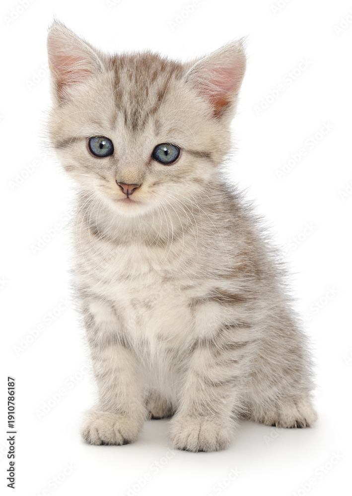 Obraz premium Small grey tabby kitten sitting on white background looking forward