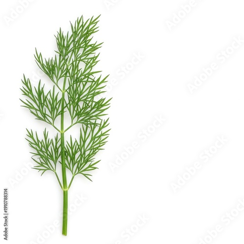 Fresh green dill sprig, often used as a popular culinary herb, displayed vertically isolated on a pristine pure white background ready for seasoning ,vegetable ,cooking ,food