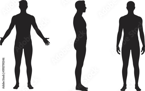 Human body, silhouette, male figure, anatomy reference, front view, side view, back view, muscular structure, medical illustration, body outline
