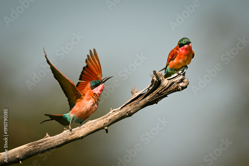 Tableau sur toile Carmine bee-eater chases another on dead branch