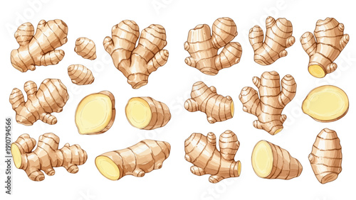 A charming watercolor collection of fresh ginger roots, including whole rhizomes, sliced pieces, cross-sections, and natural spice details.
