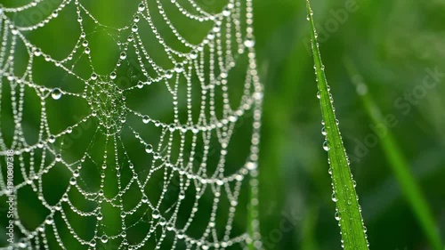 Subtle Foliage Sway Delicate, slow-motion movement of leaves or blades of grass, adorned with glistening dewdrops, creating a hypnotic, gentle motion.