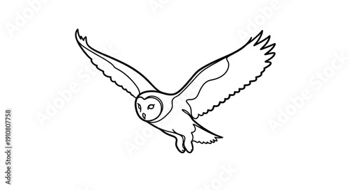 Barn owl outline drawing flying, elegant bird illustration, simple line art