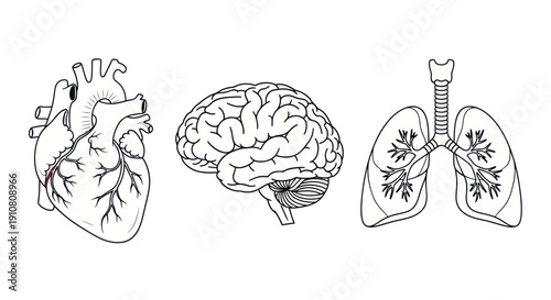 Human Heart, Brain, and Lungs - Anatomical Medical Illustration