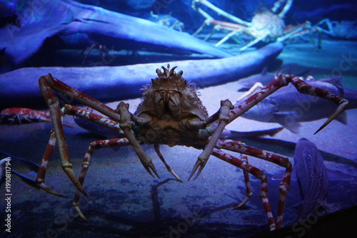 Canvastavla 深海生物 タカアシガニ,Giant Japanese Spider Crab in the aquarium