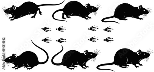Rat silhouette set with paw prints, black mice in various poses and rodent footmarks, pest control or laboratory animal vector illustration.