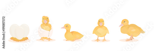 Cute cartoon baby farm Bird. Vector hand drawn yellow little duckling isolated on white background. Poultry character icon set.