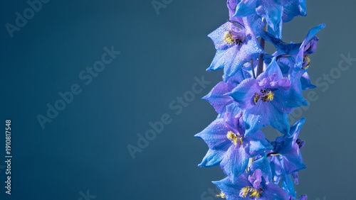 Photography Cerulean blue delphinium in vertical frame, rows of bellshaped flowers with cris