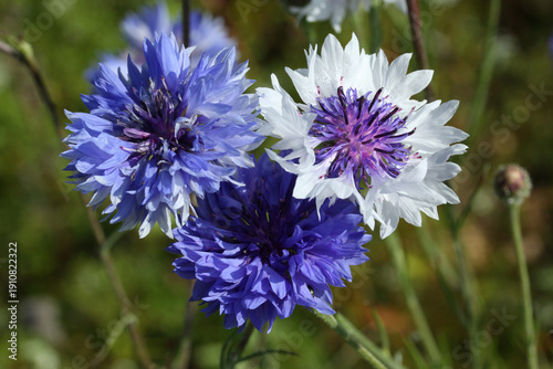 Kornblumen (Centaurea cyanus) begegnet auf der Schwäbischen Alb