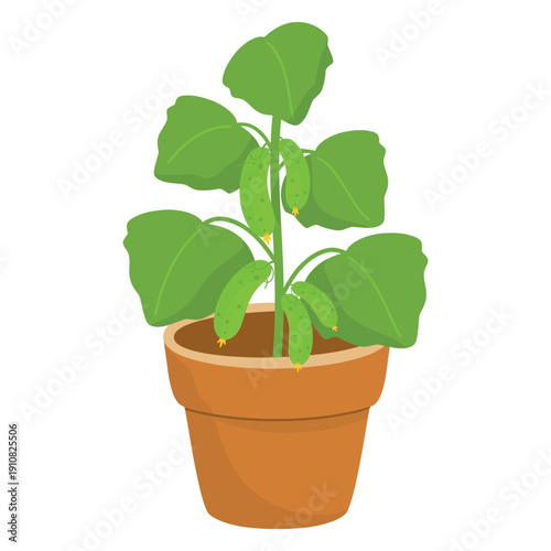 Potted Cucumber Plant, Homegrown Vegetable Illustration. Cucumber in Pot Vector, Edible Garden Illustration. Fresh Garden Clipart