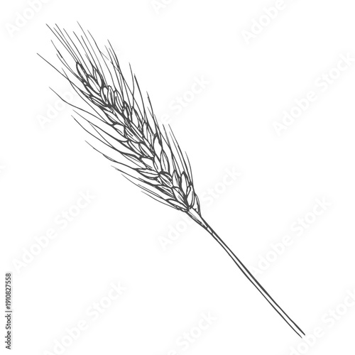 Grains plants and cereal, rye barley and wheat ear spikes. Bakery food concept. Hand drawn sketch vector illustration