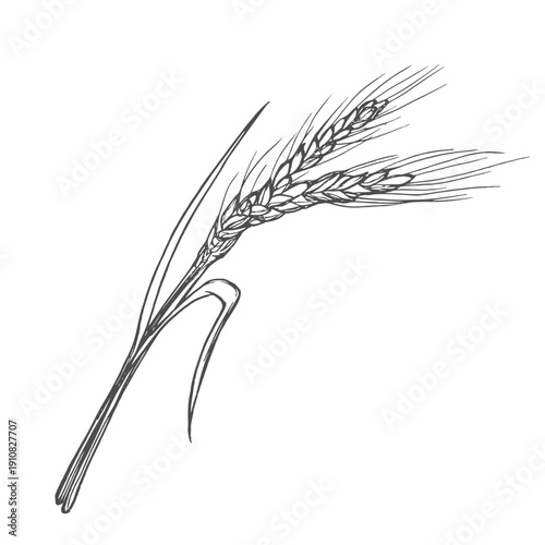 Grains plants and cereal, rye barley and wheat ear spikes. Bakery food concept. Hand drawn sketch vector illustration