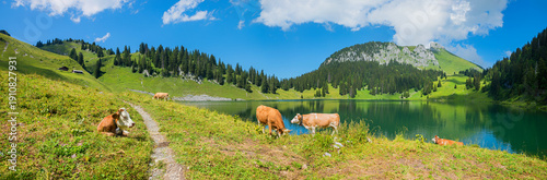Panel kuchenny z motywem adorable lake panorama Oberstockensee, grazing cows, stockhorn mountain swiss alps