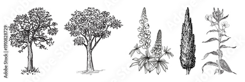 Black and white sketch illustration of four distinct botanical subjects in a row, showcasing trees and plants.