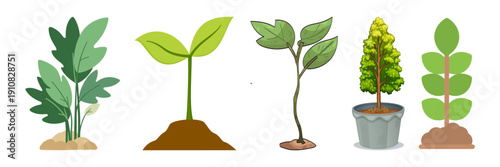 A vibrant collection of five different plants showcasing diverse growth stages from seedlings to a mature potted tree.