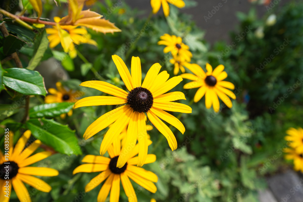 Obraz premium 夏に、元気に咲く、ルドベキアの黄色の花