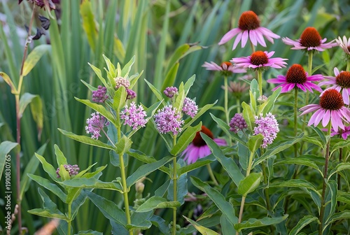 Beautiful Purple Coneflowers and Milkweed in a Summer Garden Landscape
