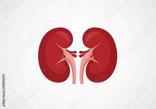 Anatomical illustration of human kidneys